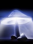 pic for Blue Mushroom